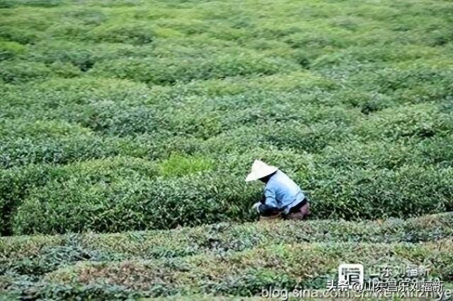 杭州324路公交车沿途风光（皖浙沪旅游122）
