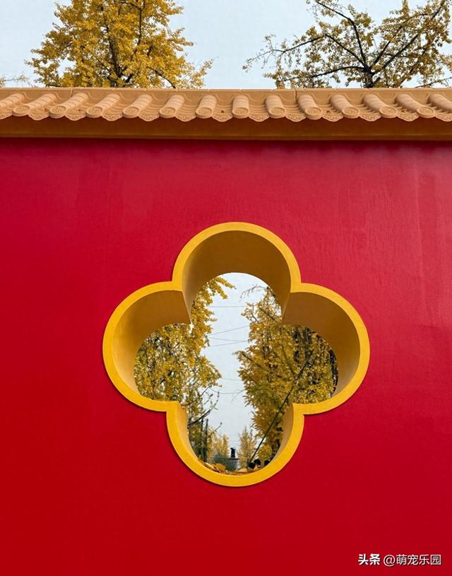 两江幸福广场银杏披金装，红墙作背景随手拍大片，错过再等一年