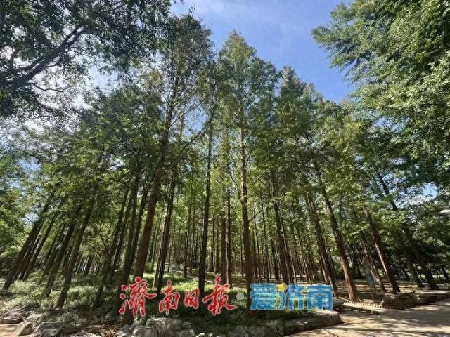 高温下的清凉秘境：泉城公园水杉林现“绿野仙踪”