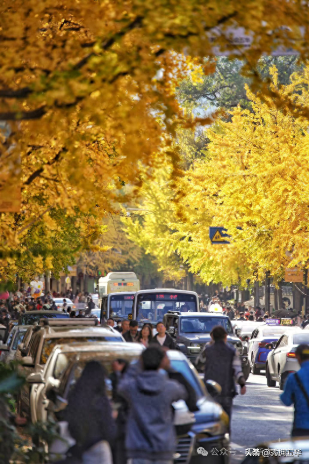 赏银杏、会海鸥，邂逅一场丰容的“昆明式暖冬”