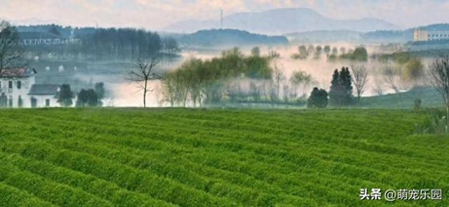 荆楚大地晨光初现，鸟鸣花香中烦事随风去，湖北清晨美得让人心醉