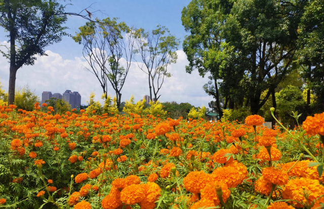 大观公园万寿菊花开正好