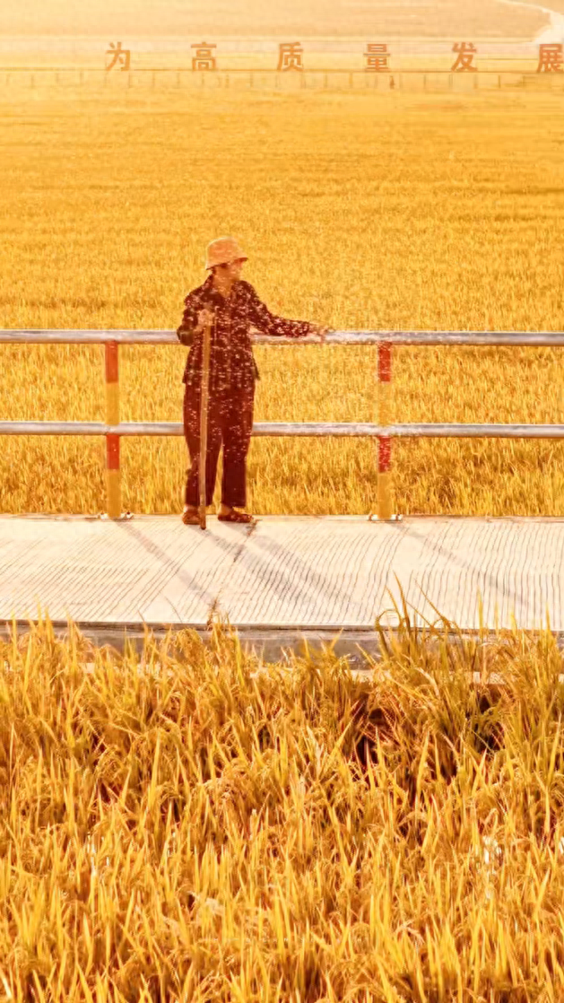 广东湛江：来遂溪这条村，感受冬日限定的金色浪漫~