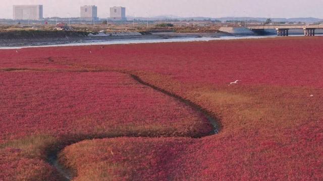 南海新区红海滩入诗入画