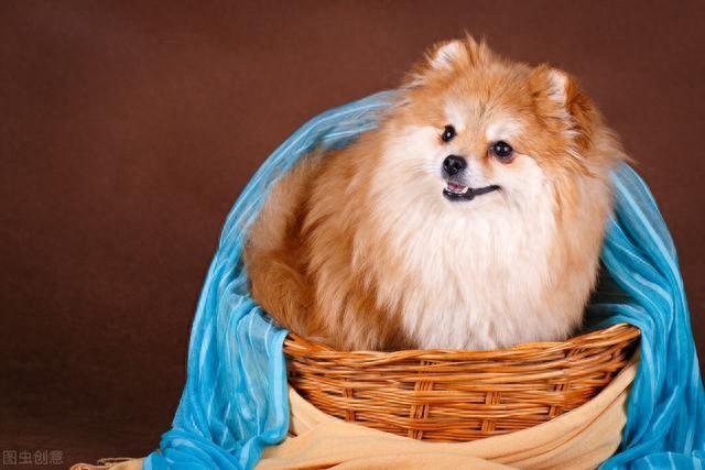 16个不能养博美的理由（铲屎官劝退指南博美犬不能养的16个理由）