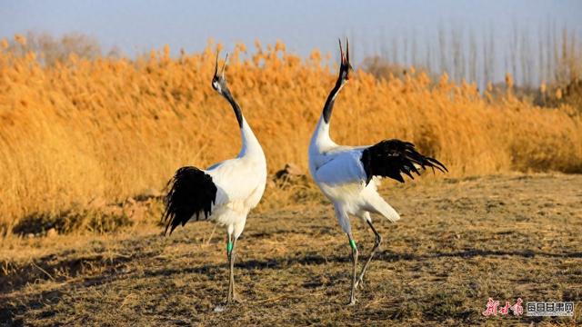 张掖湿地公园演绎初冬唯美景色