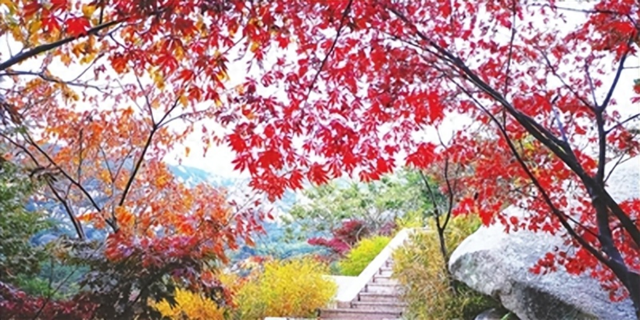 崂山风景区上榜全国赏红叶地图，秋叶“上妆”进程受气温影响