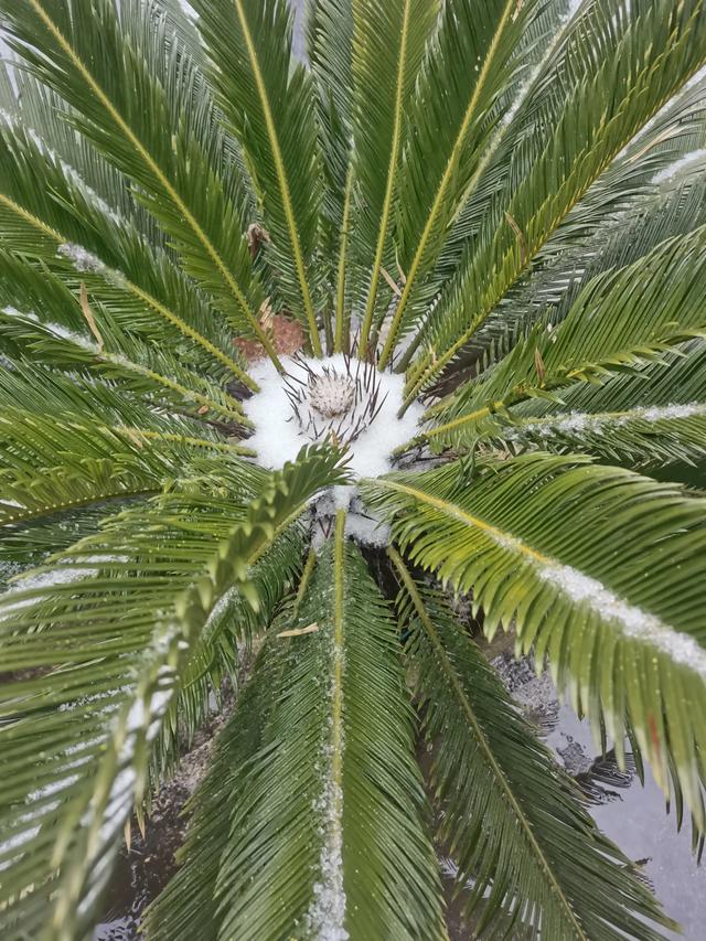 菠菜和花胶可以同吃吗 2025年菠菜可以和花胶一起吃吗 菠菜和花胶可以同吃吗 2025年菠菜可以和花胶一起吃吗