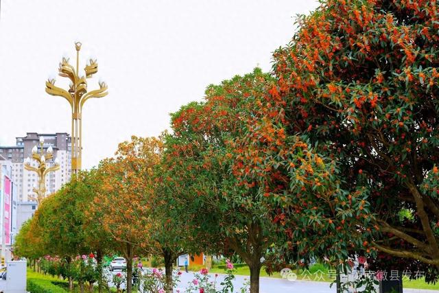 徽县：被桂花签收的秋天