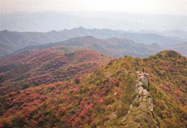柳林县：漫山遍野披“红装”