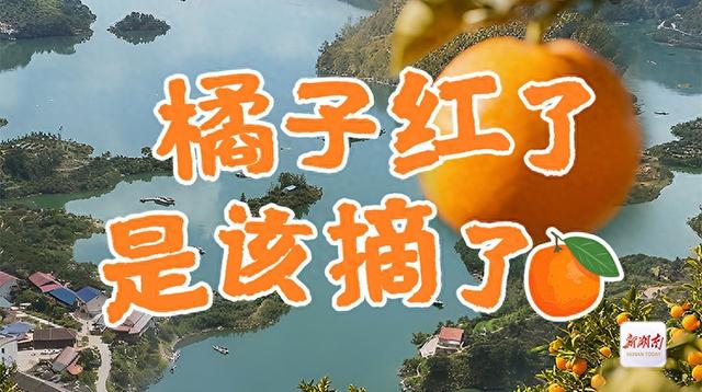 品亚运柑橘，赏千岛湖景！10月26日一起到安化宝塔山组个“橘”