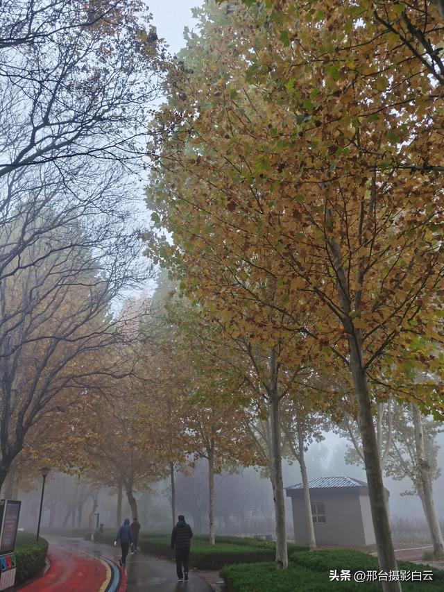 达活泉公园：情与雾的交织