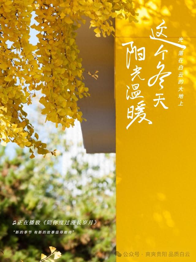 在白云！这个初冬阳光温暖，满是金黄！