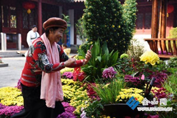 “甘露流芳”菊展绚丽开幕