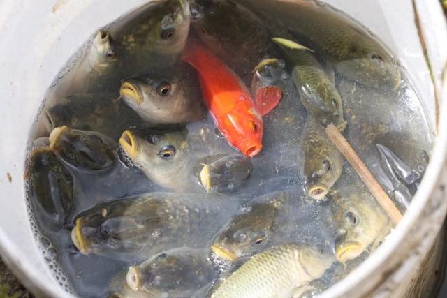 探秘“三遗产” | 哈尼梯田：不止绝美景观，生态服务守千年