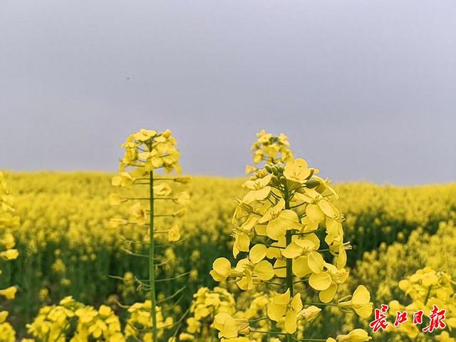 百亩荒地变身网红油菜花田