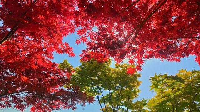 感受都市自然之美 石家庄公园广场红枫进入最佳观赏期
