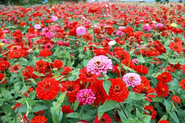 柳江藏了个宝藏地！花海邂逅热气球，浪漫又出片