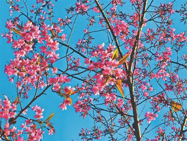 盏西：冬日樱花如霞 山野遍染浪漫粉