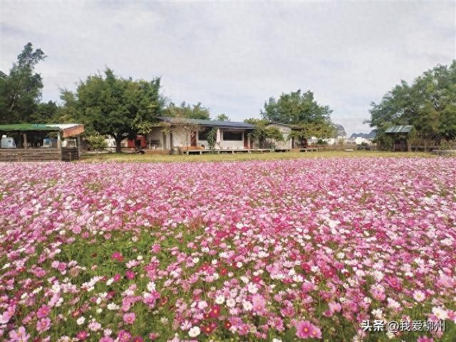 成片花海诉说冬日浪漫