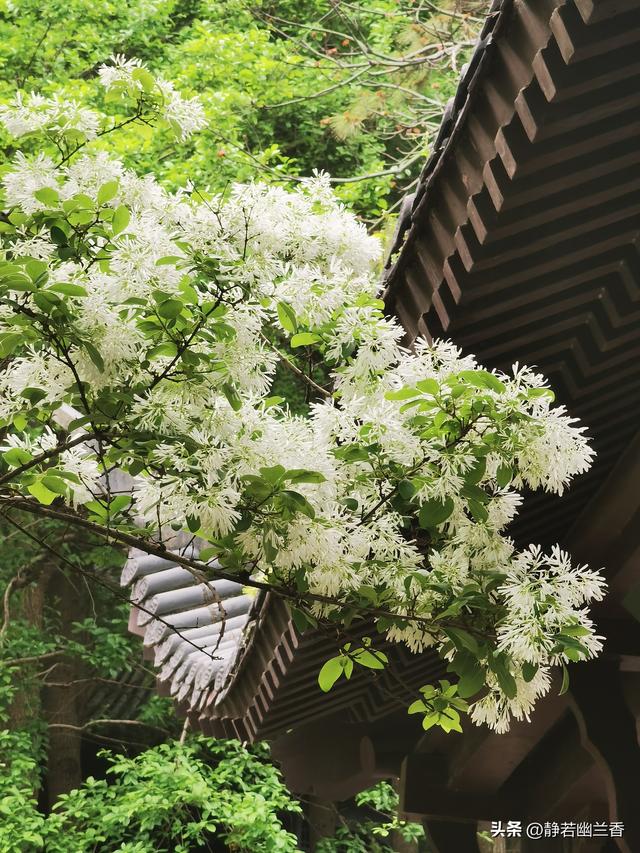 拥抱春天的绿水青山