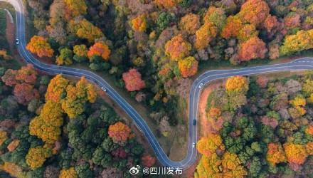 旺苍米仓山红叶迎来了最佳观赏期