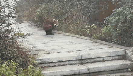 峨眉山顺拐小熊猫出来揽客了