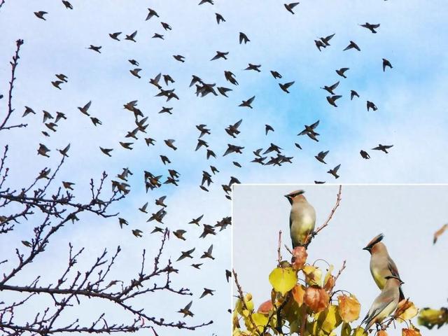 太平鸟群如约归朝 凌河初冬再添灵动
