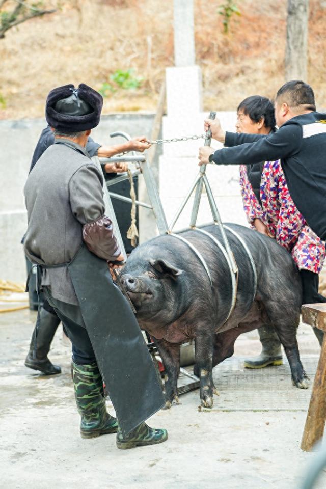 周末去哪玩？杭州建德推出“年猪宴年俗＋双孢菇采摘＋楠木林徒步”特色旅游路线