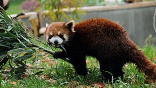 元旦游园新玩法：看动物吃早餐，登松郡九峰祈福，亲手插花迎新年