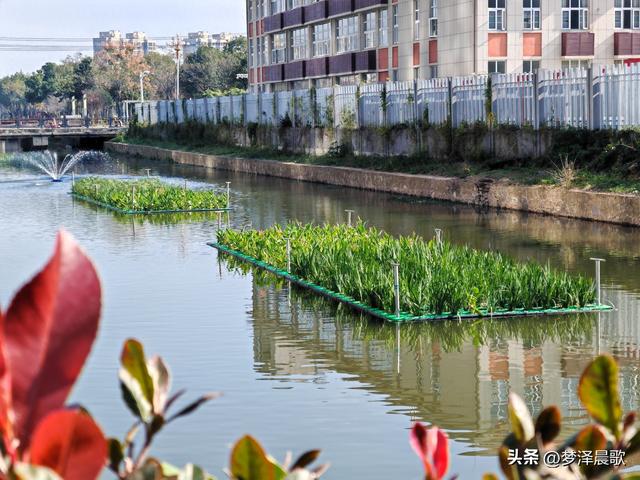 生物浮岛扮靓云梦水域 初冬亲水空间引客来
