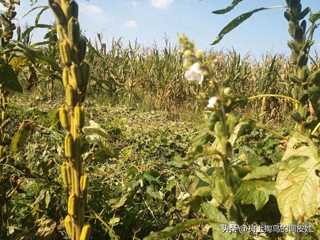 网络文章应标明虚实，净化环境需多方合力