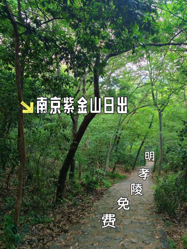 南京紫金山日出和免费游明孝陵