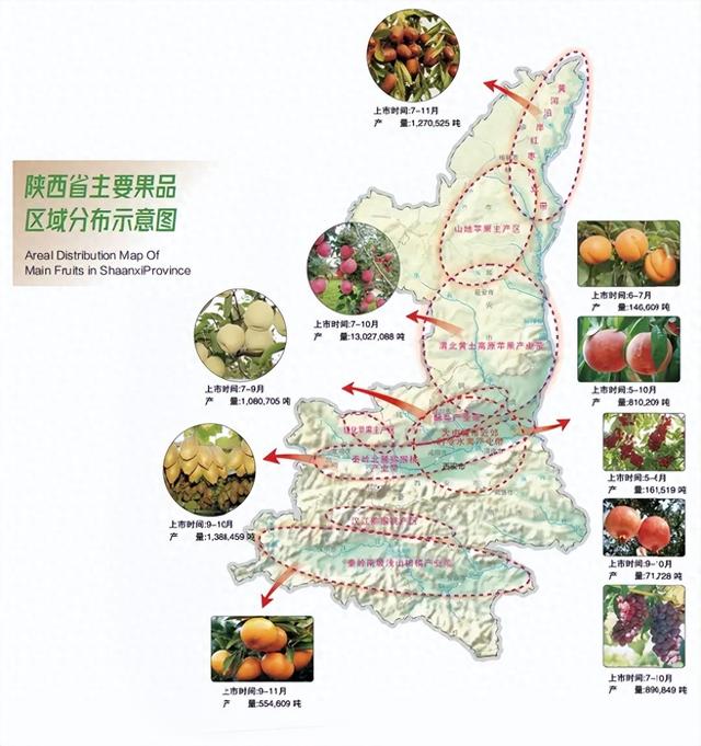 谁说在陕西旅游吃不到水果？这个击败南方的水果大省有多低调？