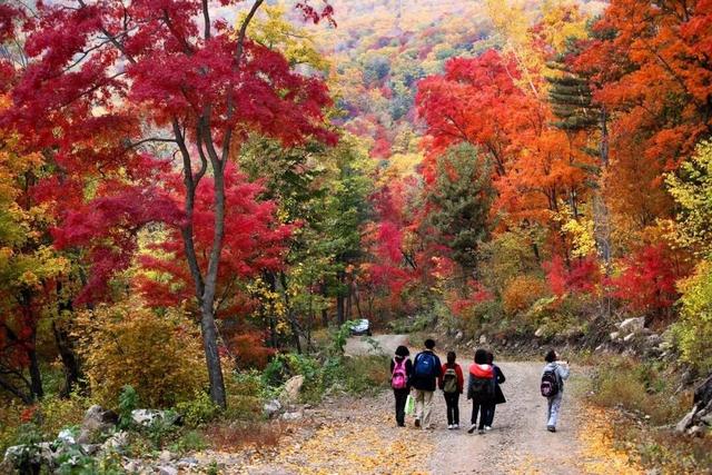 【邂逅山河 祝福祖国】秋韵阿城：漫步金龙山红叶海，邂逅北方森林动物园萌宠狂欢