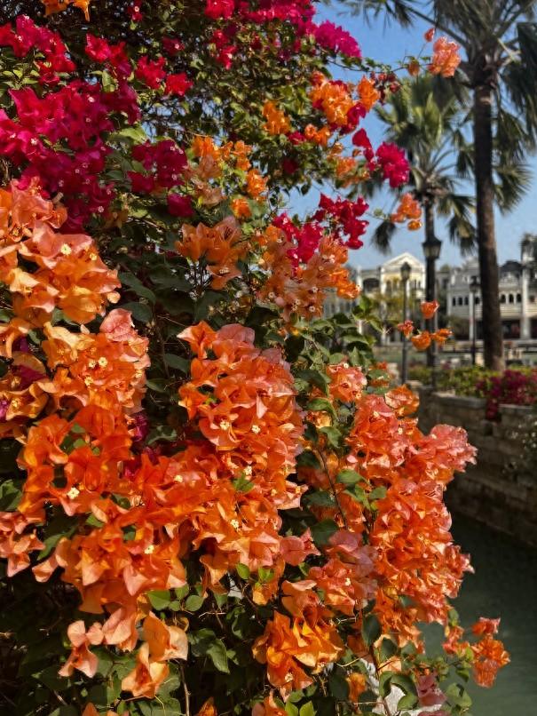 古镇与花海！开平冬日繁花绽放，侨乡美景当前