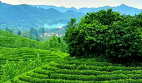 周末往返！高铁最快22分钟可达！郑州出发省内旅游地推荐！