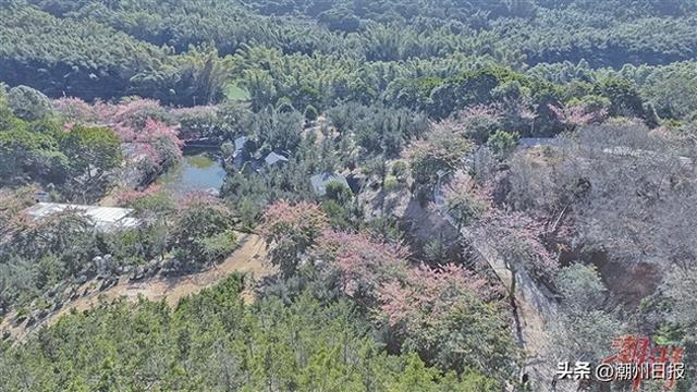 潮州：缤纷冬日 美景如画