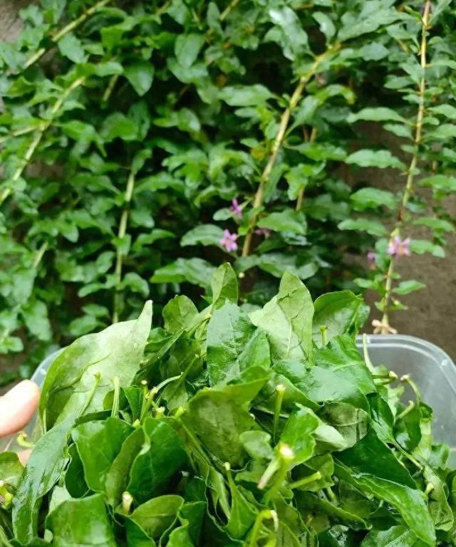 冬至吃饺子，白菜韭菜靠边站，此菜最鲜美	，对眼睛好，给孩子做！