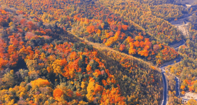米仓山红了！4 万亩彩林漫过盐井河，把千年古道染成流动的火焰