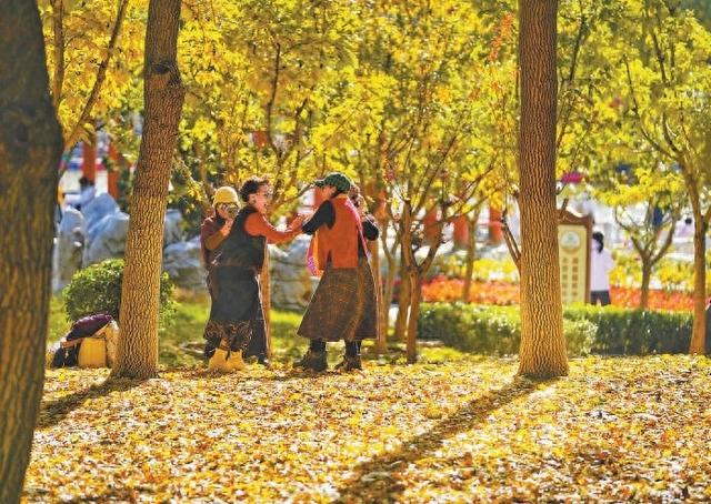 缓扫落叶让“金色地毯”多铺一会儿