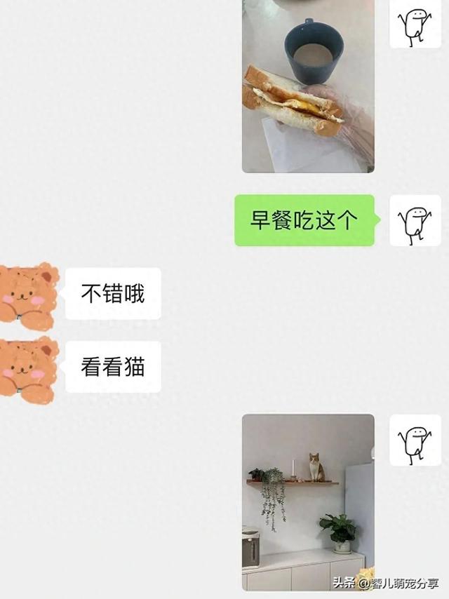 男子吐槽老婆是为了猫才和他结婚的，本来不信，结果哈哈笑喷了！