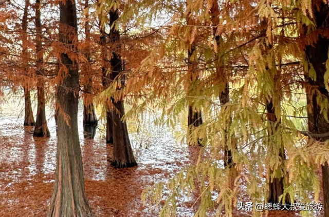 拥有王炸机位的浙江公园，其景“封神”，逛一圈，100％惬意！