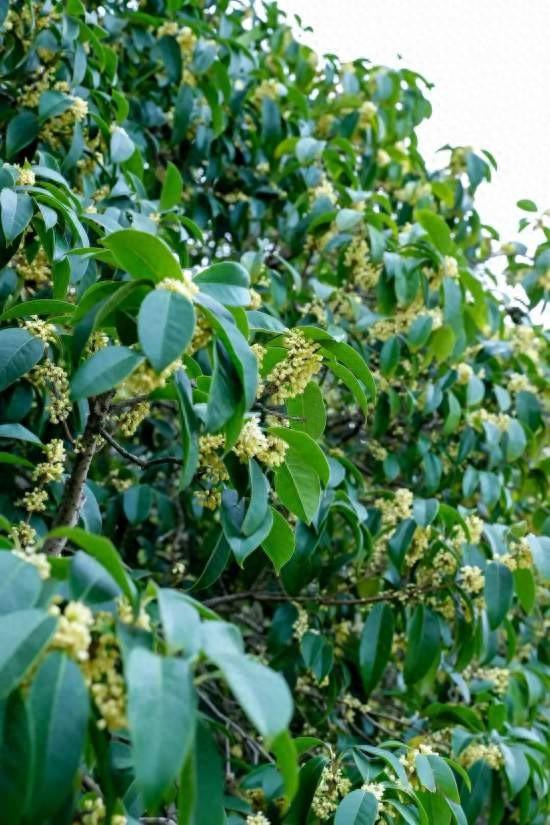 上海第一缕桂花香已到货！秋季“限定款”来了