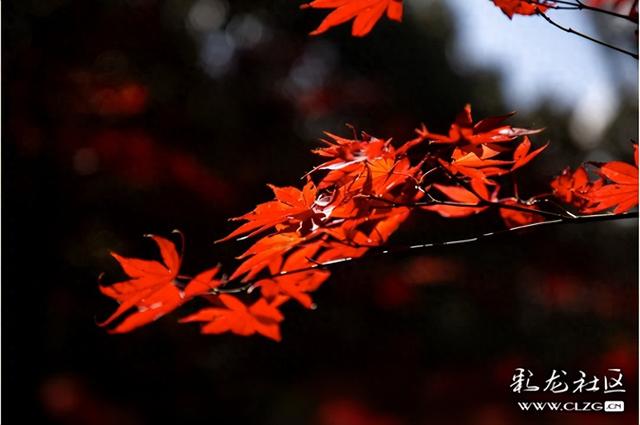 冬日里的红枫恋