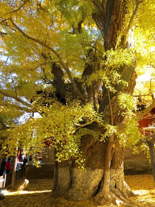 乾隆帝曾赋诗的银杏树王——大觉寺的银杏树王
