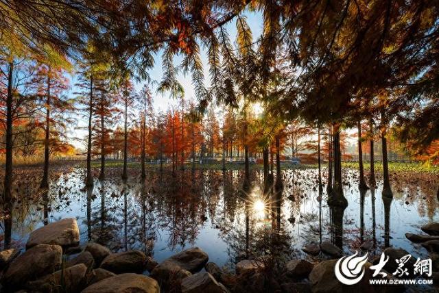 四季予你丨流动的油画！鱼鸟河水杉林上演“渐变魔法”