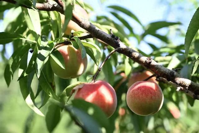 夏日果香浓！龙岩采摘好“趣”处来了→