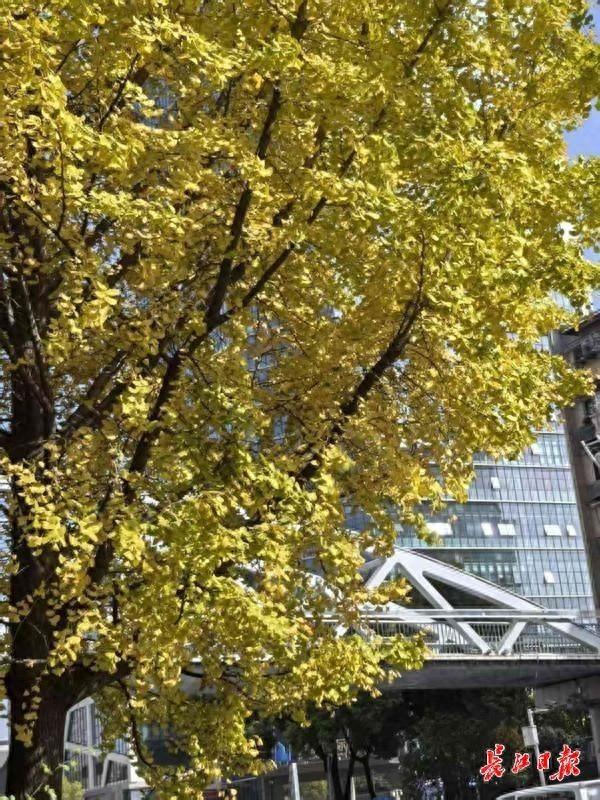“天桥银杏”黄了！好多人来拍照