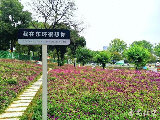 古树公园换新装 番禺东环街“百千万工程”绘就生态新景